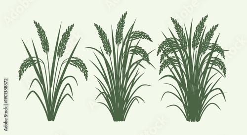 Vector illustration of three rice plant stalks with grain in green color, editable graphic for agriculture and food concepts