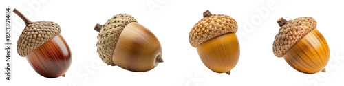 Panel kuchenny z motywem Set of ripe brown acorns isolated on white background, oak tree seeds collection for autumn and nature design elements