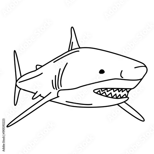Photography Shark animal stroke