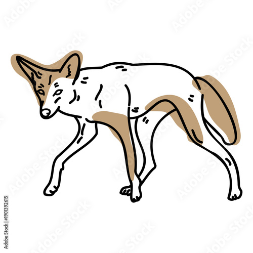 Color stroke semi colored coyote