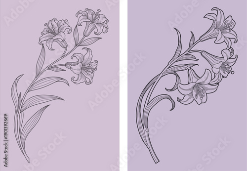 Art Nouveau Lily Flower Line Art on Lavender Mauve Background