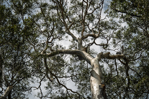 Eucalyptus tree canopy in Australian bush
