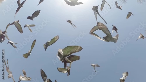 Pigeons flying in the blue sky, slow motion.