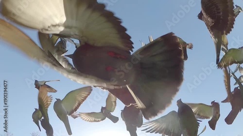 Flock of pigeons in the sky, slow motion.
