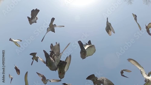 Flock of pigeons in the sky, slow motion.