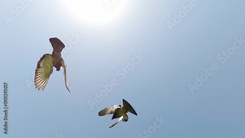 Pigeons flying in the blue sky, slow motion.