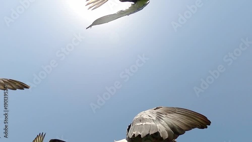 Flock of pigeons in the sky, slow motion.