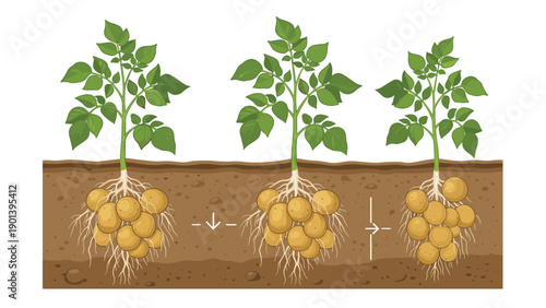 Illustration shows the growth stages of potato plants with tubers developing underground in the brown soil.