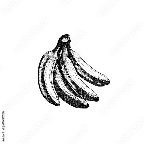 Illustration of a bunch of bananas with detailed shading and texture on a white background image view