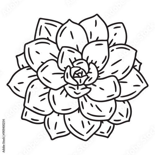 Succulent plant leaves stroke