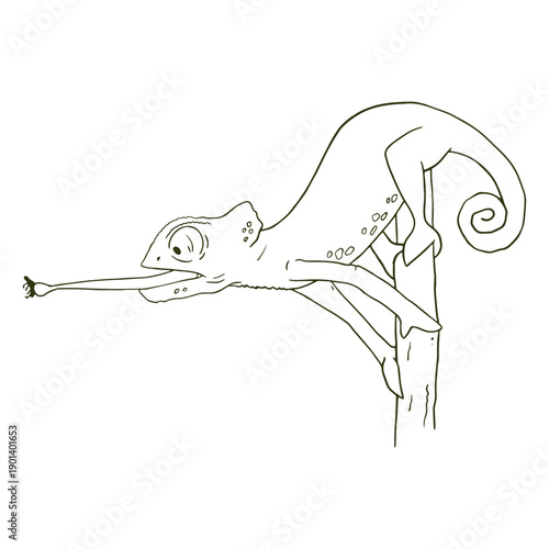 Chameleon catching a bug stroke