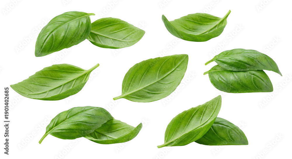 Naklejka premium Fresh green basil leaves arranged in a vibrant display