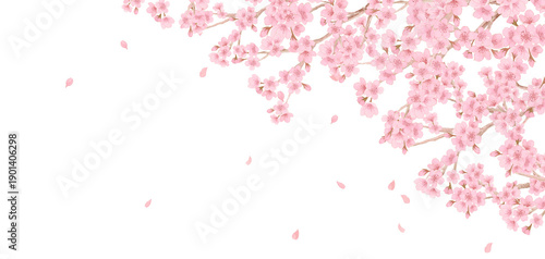 Foto Elegant Japanese cherry blossom branches and falling petals, floral frame-300dpi