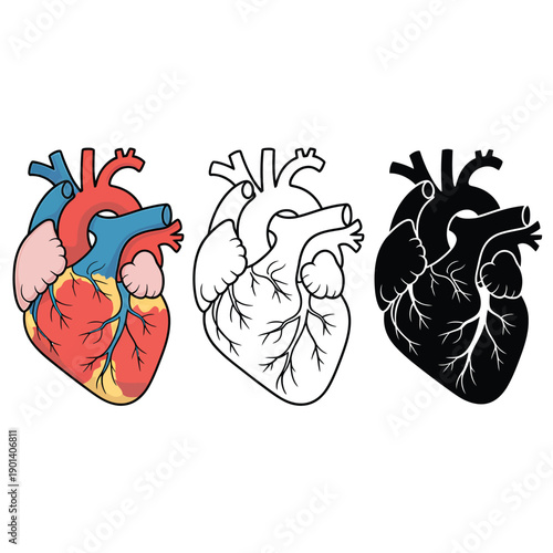 Anatomical heart illustrations color line drawing and shadowed versions