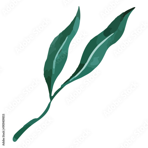 Plant delicate watercolor drawing