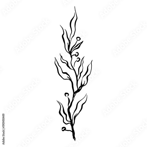 Botanical nature delicate flower drawing