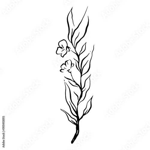 Botanical delicate flower drawing