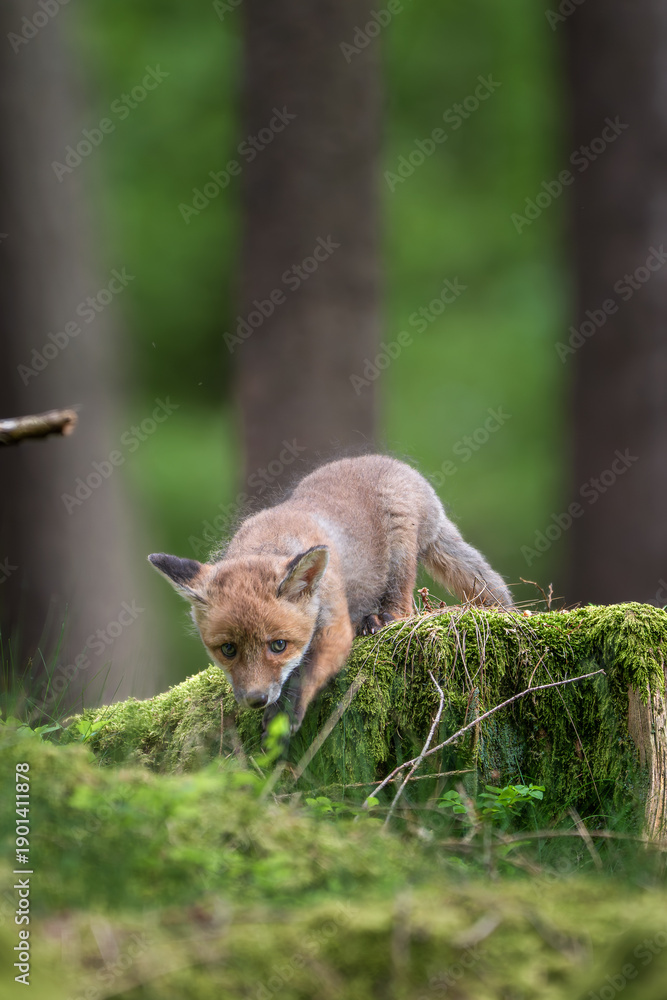 Obraz premium Red fox, vulpes vulpes, small young cub in forest on stone. Cute little wild predators in natural environment. Wildlife scene from nature