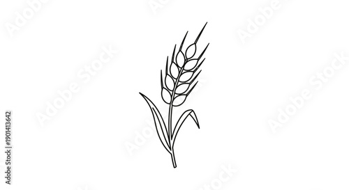 Simple Illustration of a Wheat Ear for Agricultural and Food Content