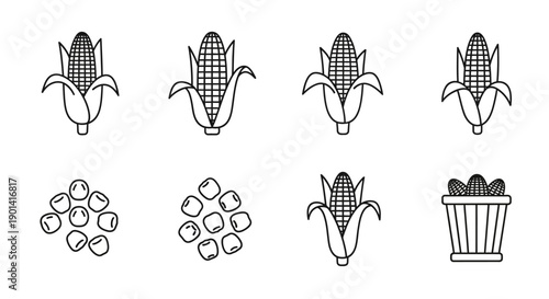 Close-Up of Corn Cobs and Corn Seeds for Agricultural or Food Topics