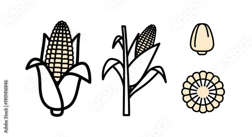 Close-up of Corn Plant Parts, including Mature Ear, Leaves, and Silk