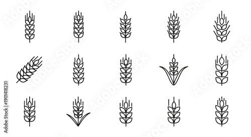 Collection of Professional Wheat Spike Illustrations for Agricultural Visuals