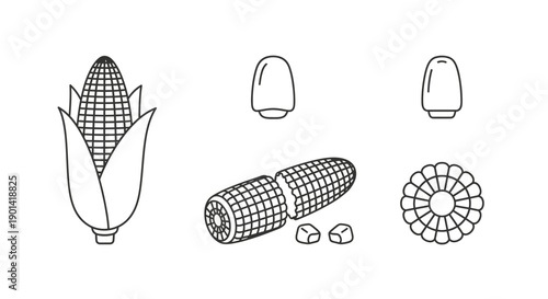 Minimalist Line Drawing of Corn, Corn Cobs, and Cornflower Illustrations