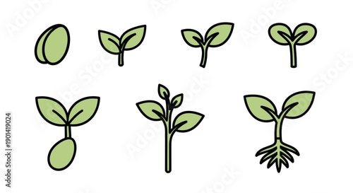 Sequential Growth Stages of Plant Sprouts Showing Early Development Phases
