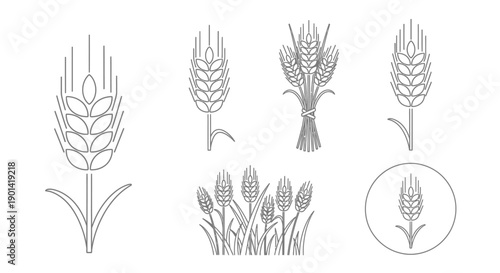 Set of Abstract Wheat Ear Line Drawings for Agriculture or Nature Themes