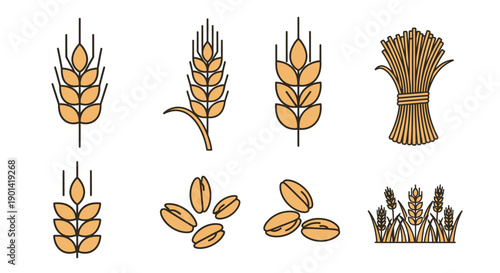 Set of Wheat and Grain Illustrations for Agriculture and Farming Concepts