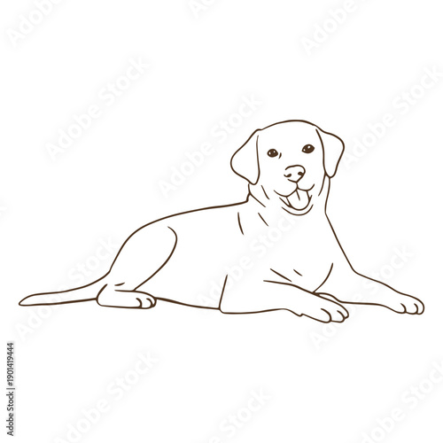 Labrador stroke laying