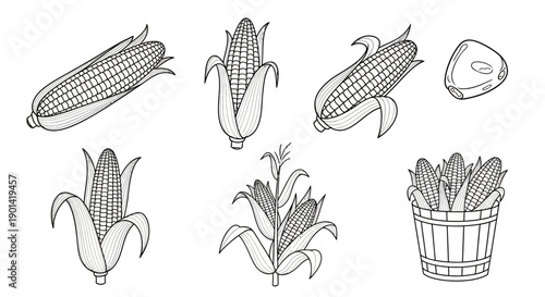 Vector Illustrations of Corn Cobs, Husks, and a Basket for Agricultural Design