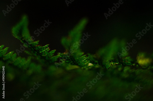 Fragments of green fern leaves on a black background