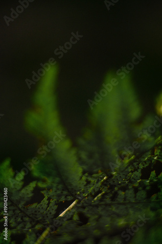 Fragments of green fern leaves on a black background
