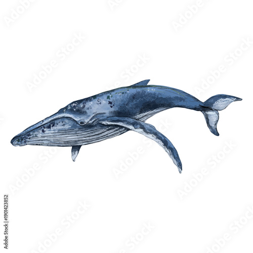 Whale textured animals