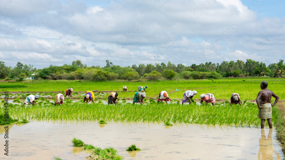 Αυτοκόλλητο Indian village farmers cultivating paddy crops