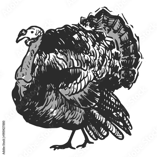 A turkey taking a stroll