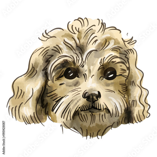 Watercolor miniature Poodle dog