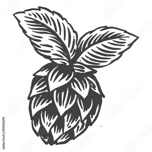 Drawing of hops for beer making