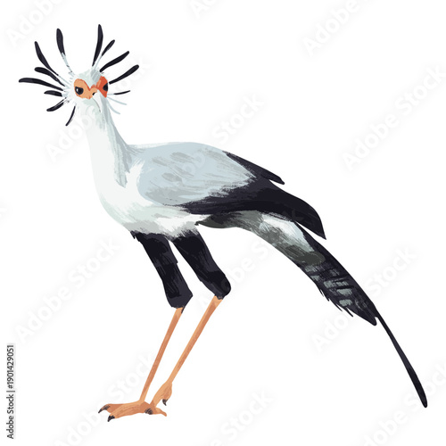 Secretarybird displaying its magnificent wings