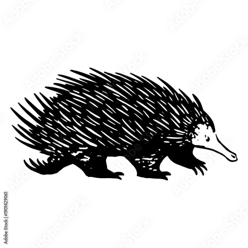 A hedgehog taking a stroll