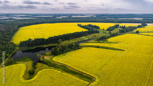 flying over sunflowers