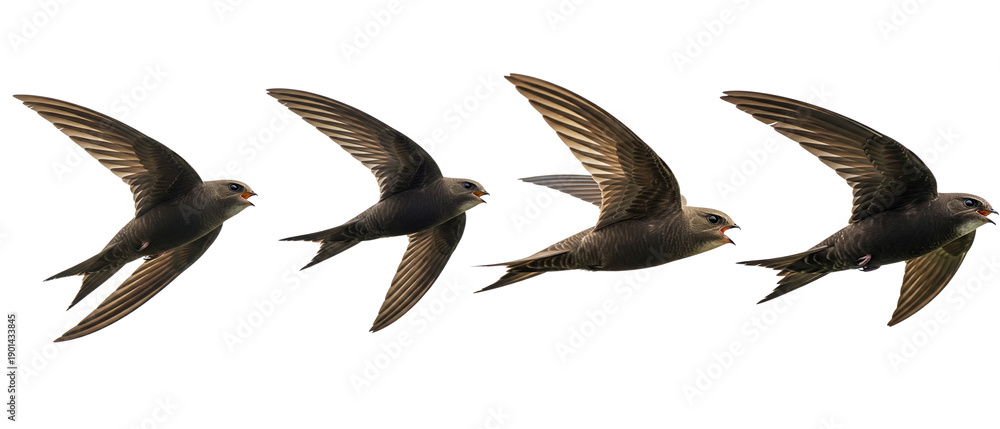 Obraz premium Flight sequence of a Common Swift bird showing wing movement isolated on white background.