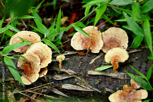 Uncultivated mushrooms, yellowish in color and rounded in shape, growing on a tree trunk in middle forest. 