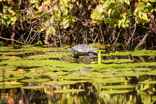 schildkröte beim sonnenbaden im fluss veleka bulgarien