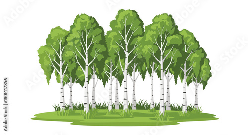 Vibrant clump of tall birch trees with white bark standing gracefully in a lush green grassy meadow, illuminated by