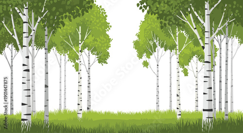 Serene birch trees with distinctive white and black bark framing an open path in a lush green forest, creating a