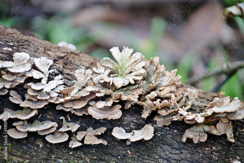 Uncultivated mushrooms, grayish  in color and shaped like floers with petals, growing on a tree trunk in middle forest.