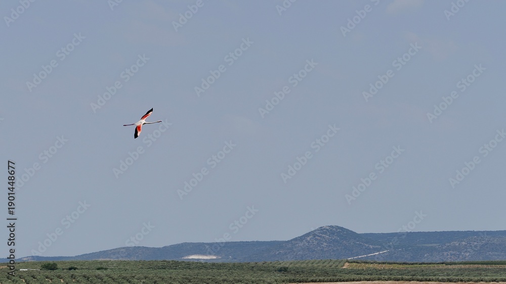 Fototapeta premium Flamingo Soaring Over Arid Landscape