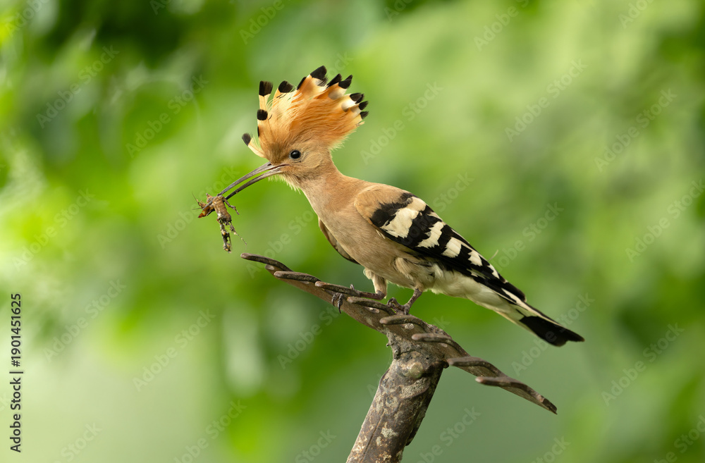 Fototapeta premium Eurasian hoopoe bird in early morning light ( Upupa epops )